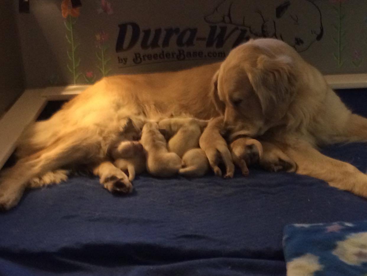 Litter of newborn Golden Retrievers
