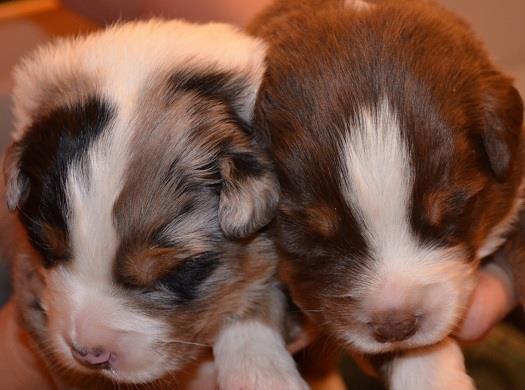 Newborn Puppies