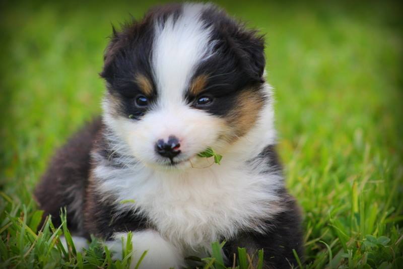 Australian Shepherd eating a blade of grass