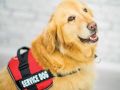 service dog