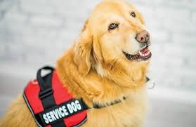 service dog